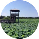 A wooden observation tower stands in a vast green lotus field under a clear blue sky, conveying a serene and tranquil natural setting.