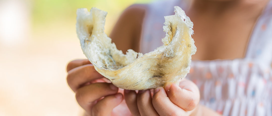 Bird’s Nest Nutrition Facts: A Variety of Health Benefits | Goldden Nest